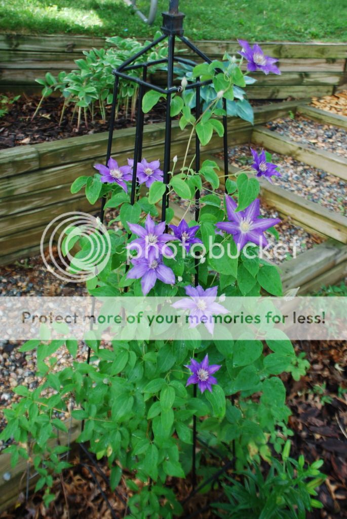 Growing Clematis from seed